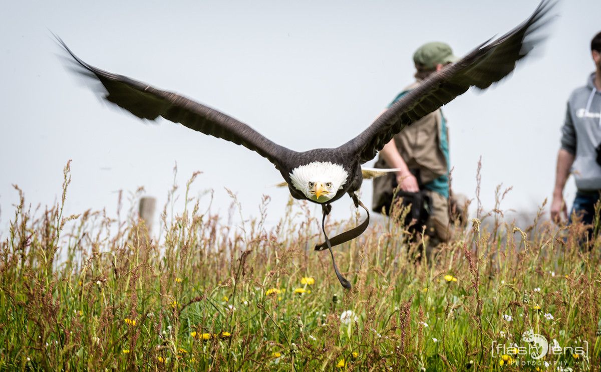 Weisskopfseeadler 047