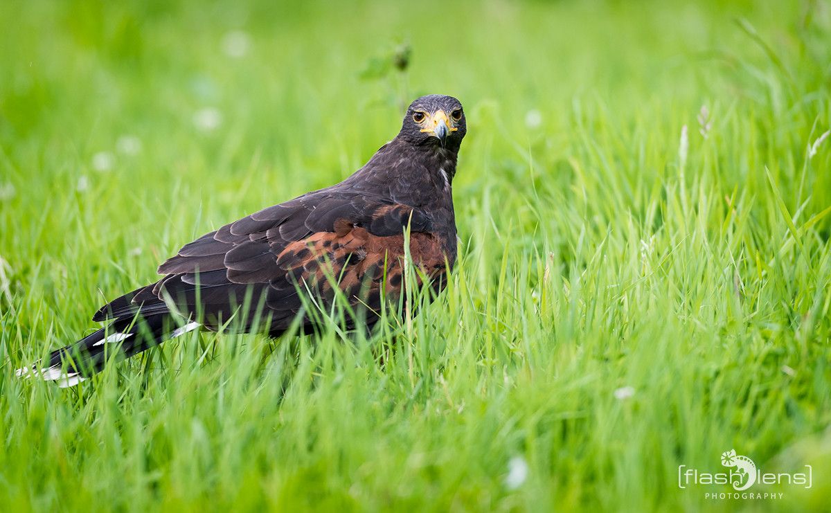 Wustenbussard 004