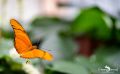 Schmetterlingsgarten Sayn 003