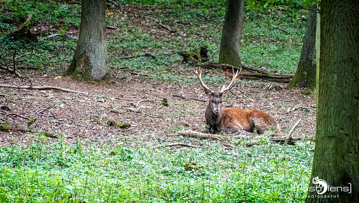 Hochwildpark Rheinland 001