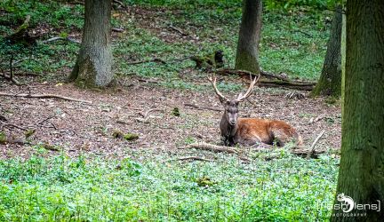 Hochwildpark Rheinland