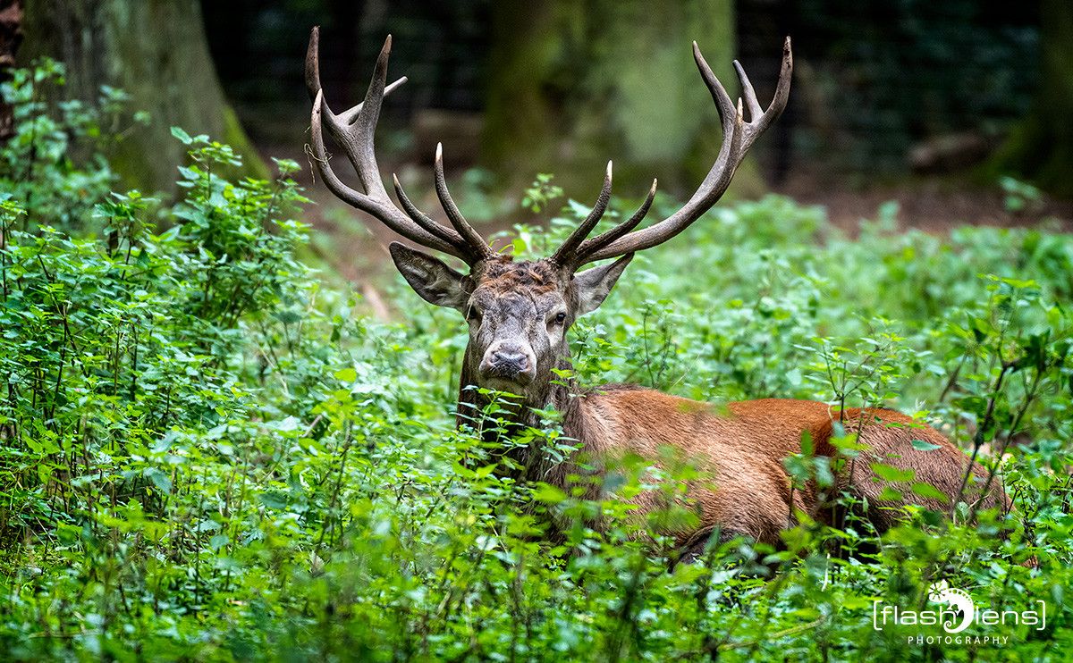 Hochwildpark Rheinland 002