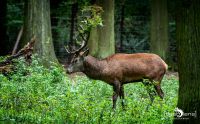 Hochwildpark Rheinland 003