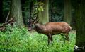 Hochwildpark Rheinland 003