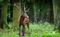 Hochwildpark Rheinland 004