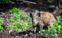 Hochwildpark Rheinland 006