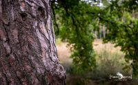 Sequoiafarm 003