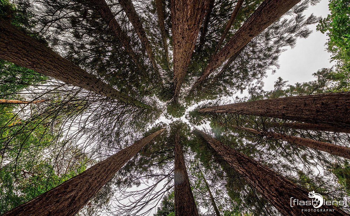 Sequoiafarm 004