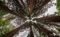 Sequoiafarm 004