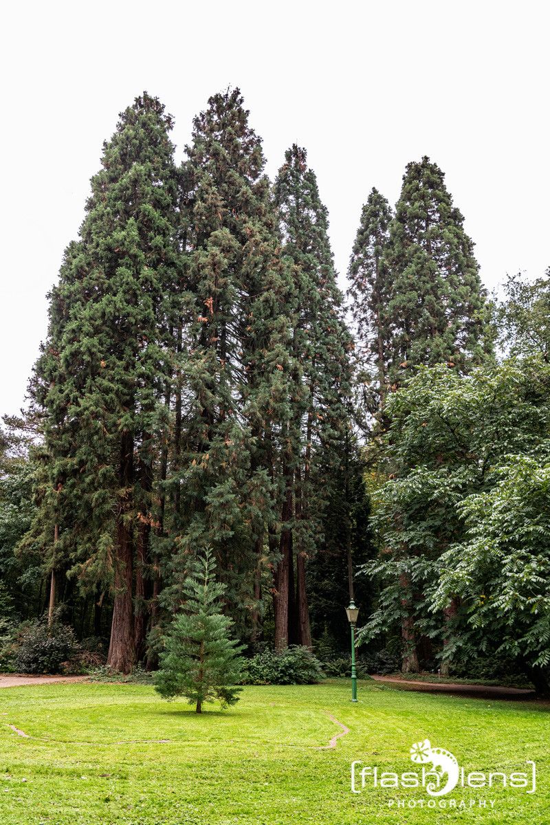 Sequoiafarm 006