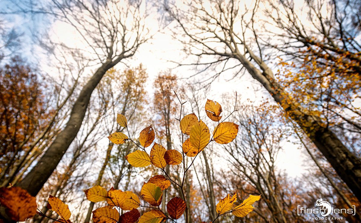 Holzbachschlucht 037