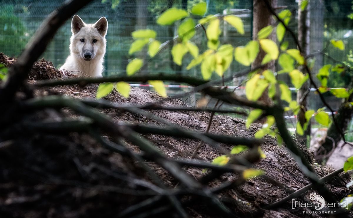 Wolfcenter 001