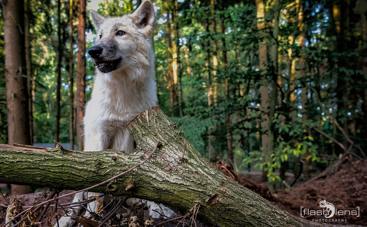 Wolfcenter 002