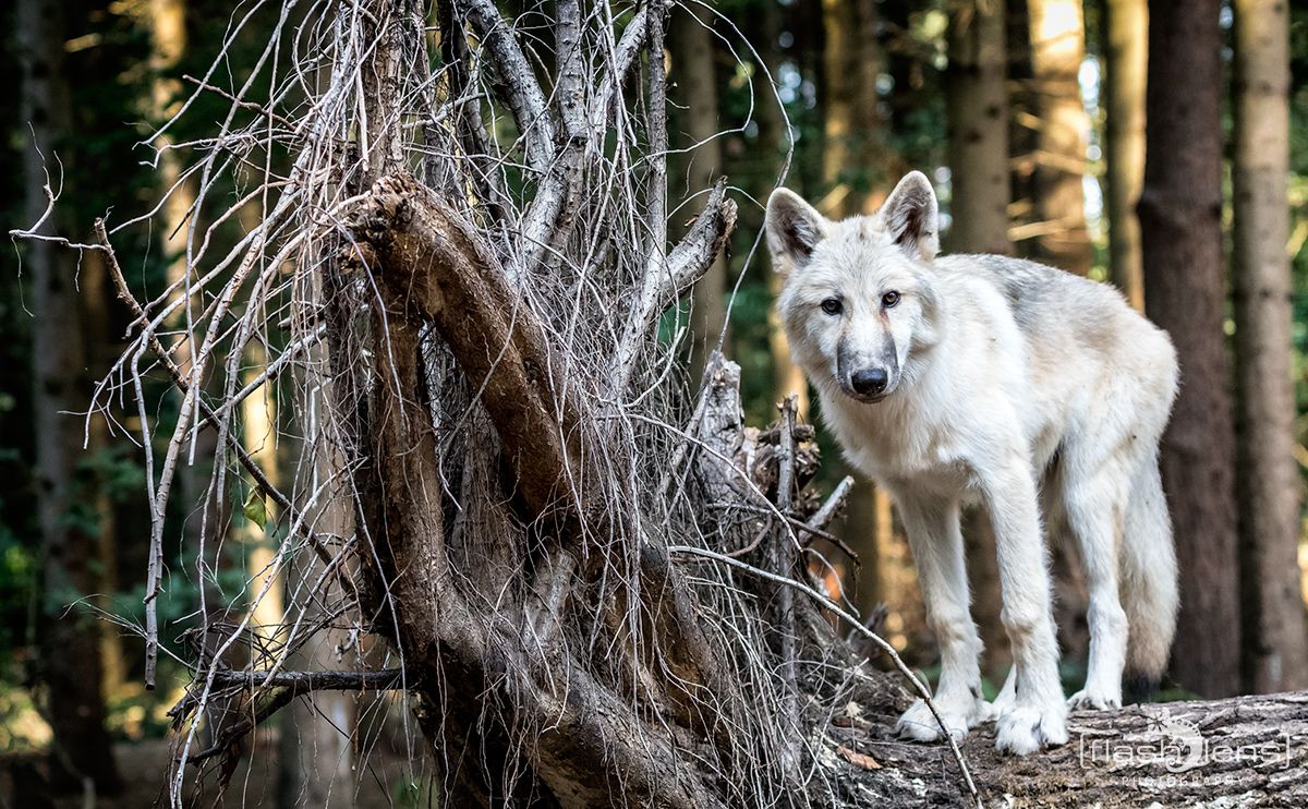 Wolfcenter 005