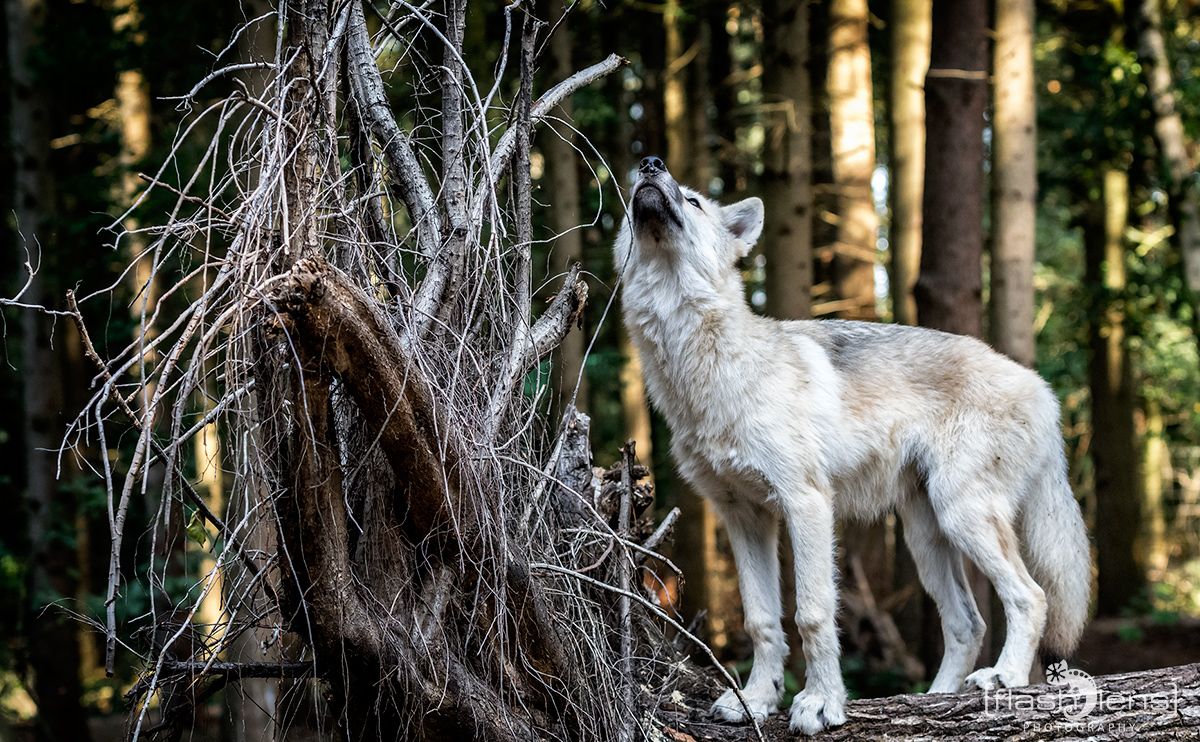 Wolfcenter 006