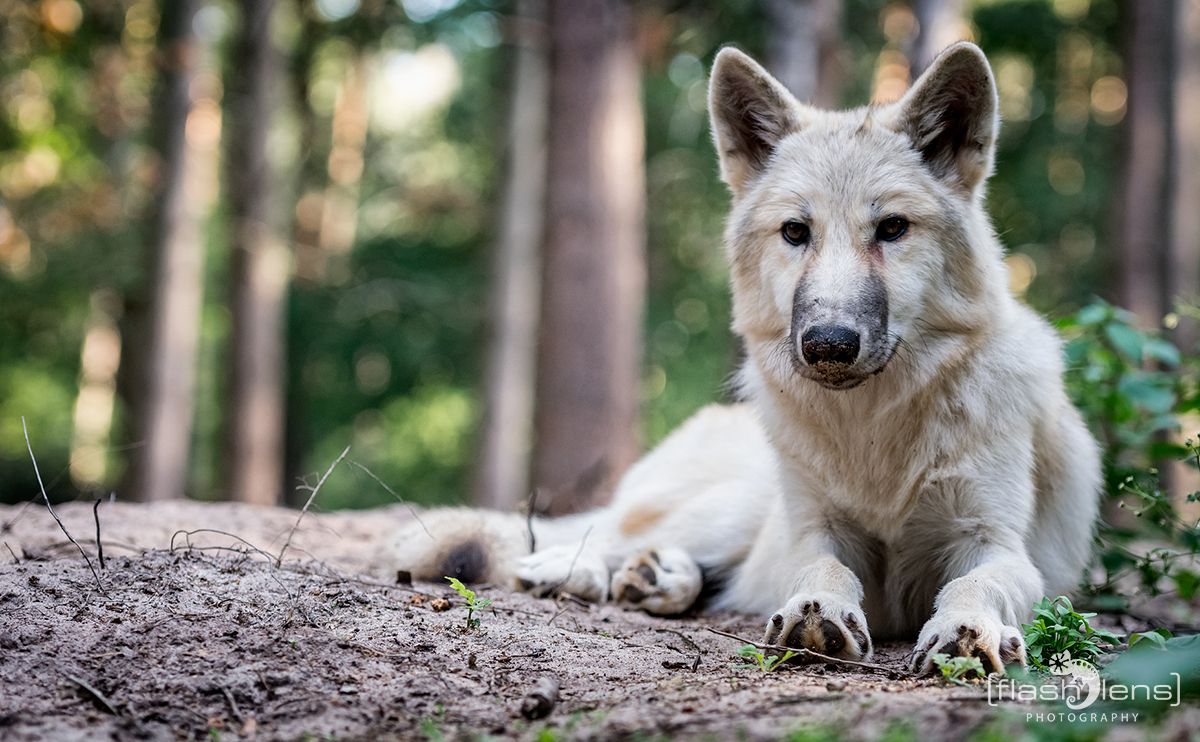 Wolfcenter 009