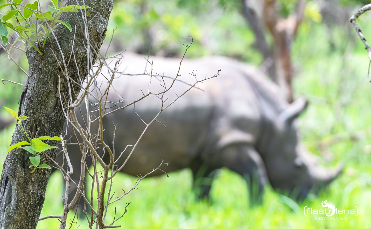 01 1 Rhino Sanctuary 001