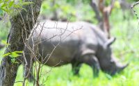 01 1 Rhino Sanctuary 001