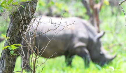 Rhino Sanctuary