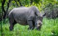 01 1 Rhino Sanctuary 002