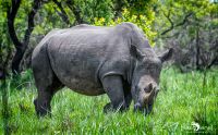 01 1 Rhino Sanctuary 002