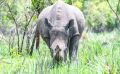 01 1 Rhino Sanctuary 003