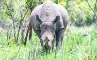 01 1 Rhino Sanctuary 003