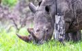 01 1 Rhino Sanctuary 004