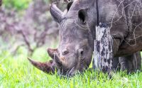 01 1 Rhino Sanctuary 004