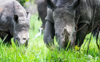 01 1 Rhino Sanctuary 005