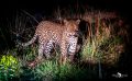 02 Murchinson NP  051