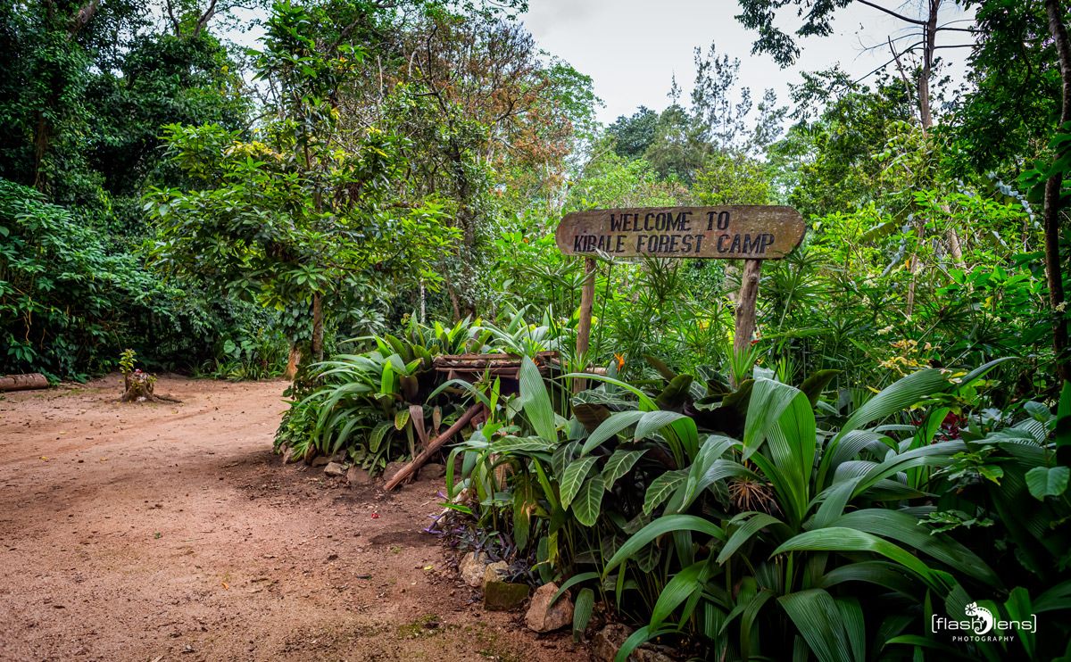 04 Kibale Forest 001