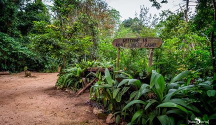 Kibale Forest & Semuliki