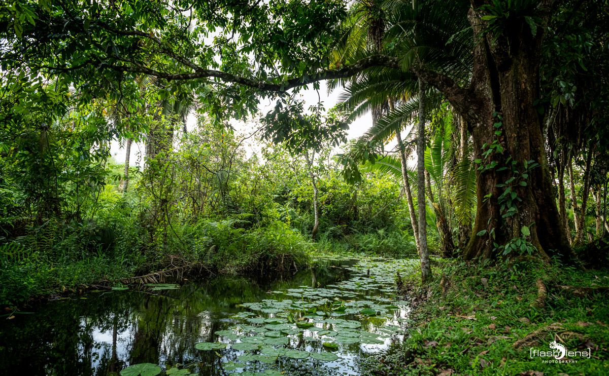 04 Kibale Forest 003