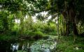 04 Kibale Forest 003