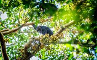 04 Kibale Forest 004