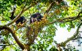 04 Kibale Forest 005