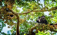 04 Kibale Forest 006