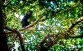 04 Kibale Forest 007