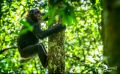 04 Kibale Forest 008