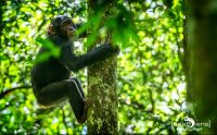 04 Kibale Forest 008