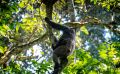 04 Kibale Forest 009