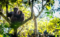 04 Kibale Forest 010