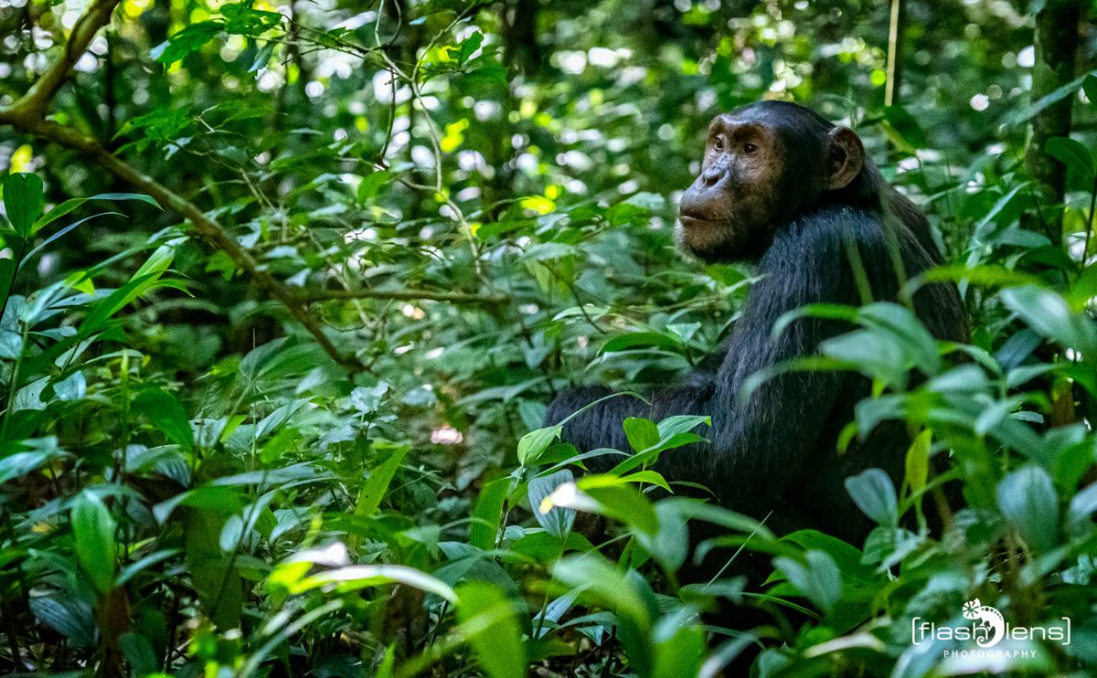 04 Kibale Forest 013
