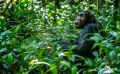04 Kibale Forest 013