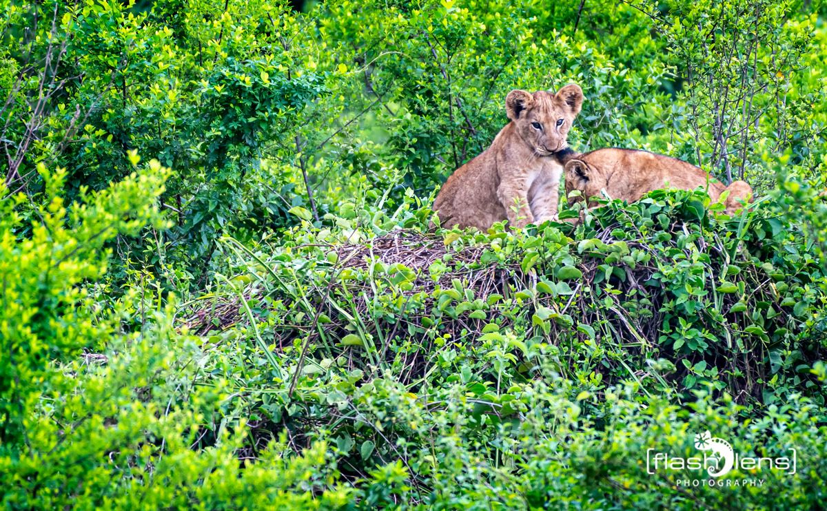 07 Queen Elisabeth NP 016