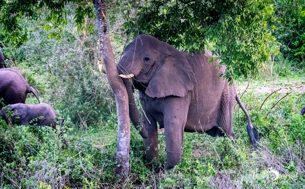 07 Queen Elisabeth NP 029