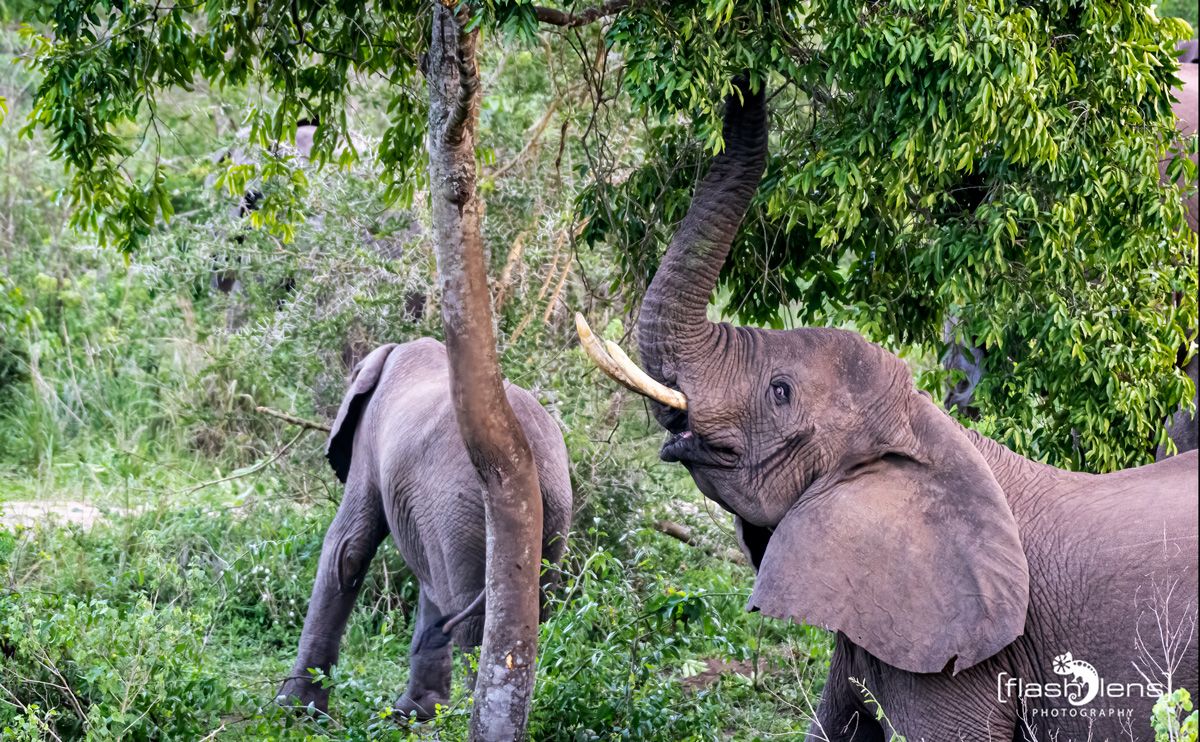 07 Queen Elisabeth NP 030