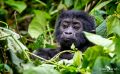 08 Bwindi NP 002