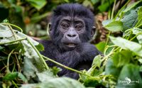 08 Bwindi NP 003